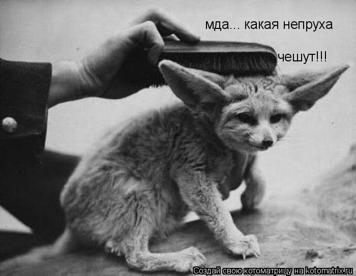 мда... какая непруха чешут!!!... Котоматрица: мда... какая непруха чешут!!!