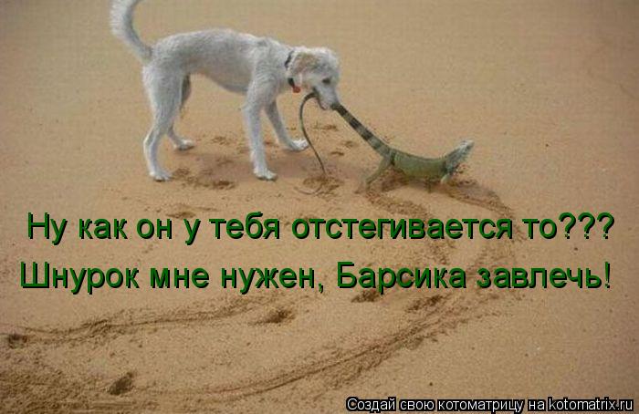 Ну как он у тебя отстегивается то??? Шнурок мне нужен, Барсика завлечь!... Котоматрица: Ну как он у тебя отстегивается то??? Шнурок мне нужен, Барсика завлечь!