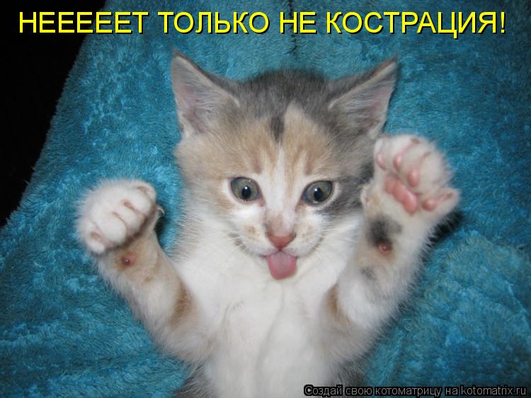 НЕЕЕЕЕТ ТОЛЬКО НЕ КОСТРАЦИЯ!... Котоматрица: НЕЕЕЕЕТ ТОЛЬКО НЕ КОСТРАЦИЯ!