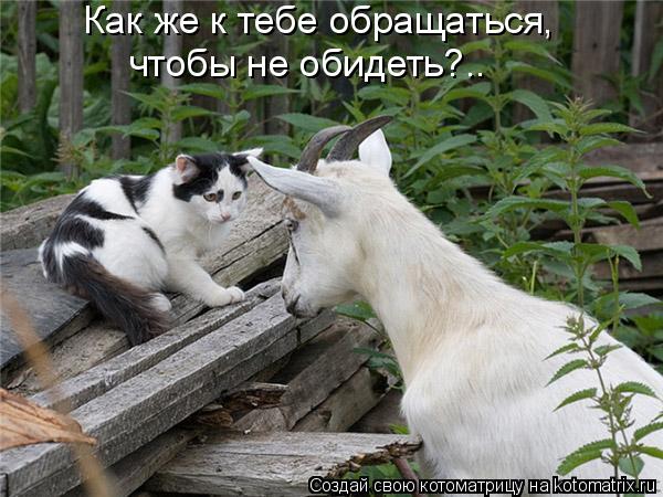 Как же к тебе обращаться, чтобы не обидеть?..... Котоматрица: Как же к тебе обращаться, чтобы не обидеть?..