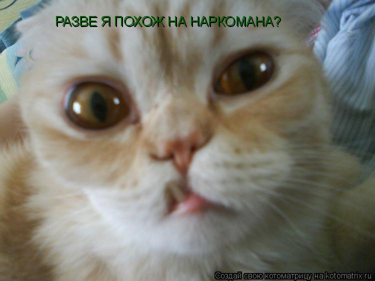 РАЗВЕ Я ПОХОЖ НА НАРКОМАНА?... Котоматрица: РАЗВЕ Я ПОХОЖ НА НАРКОМАНА?