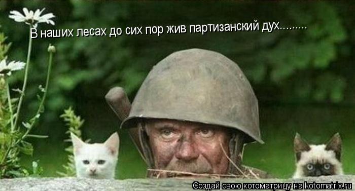 В наших лесах до сих пор жив партизанский дух............ Котоматрица: В наших лесах до сих пор жив партизанский дух.........