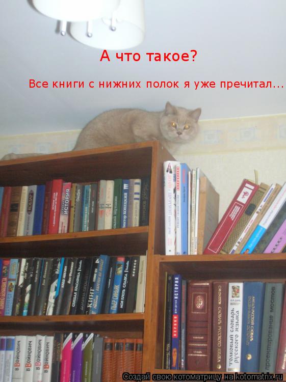 А что такое? Все книги с нижних полок я уже пречитал...... Котоматрица: А что такое? Все книги с нижних полок я уже пречитал...