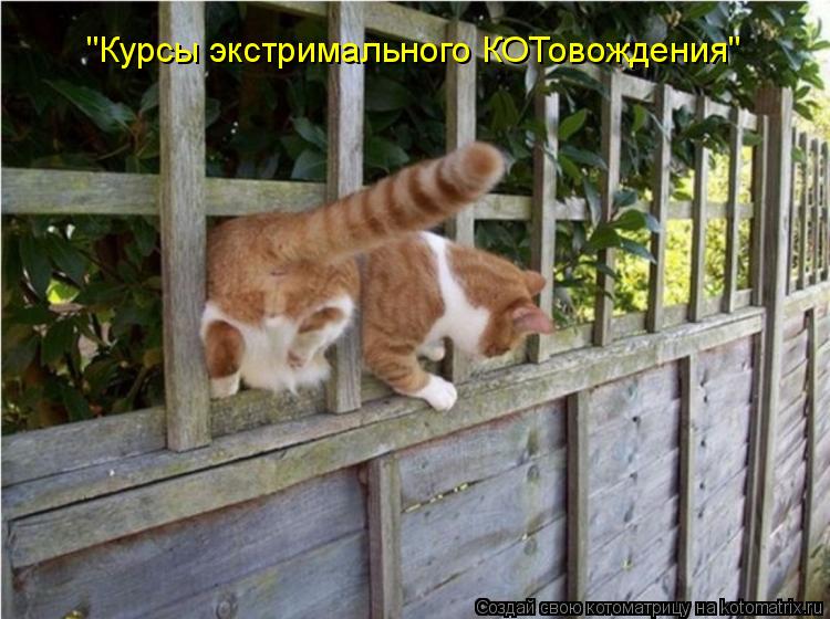 "Курсы экстримального КОТовождения"... Котоматрица: "Курсы экстримального КОТовождения"