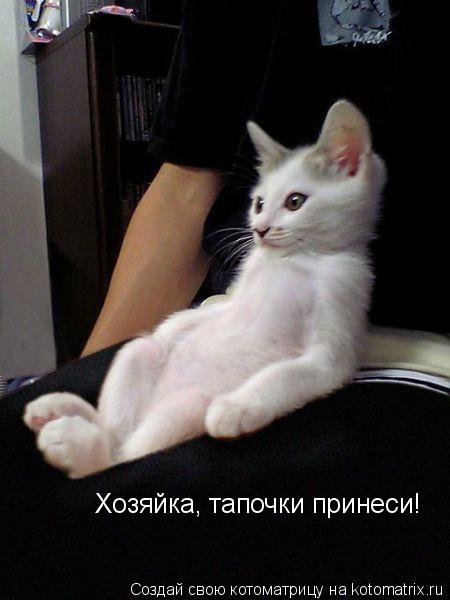 Хозяйка, тапочки принеси!... Котоматрица: Хозяйка, тапочки принеси!