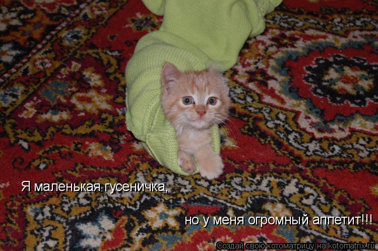 Я маленькая гусеничка, но у меня огромный аппетит!!!... Котоматрица: Я маленькая гусеничка, но у меня огромный аппетит!!!