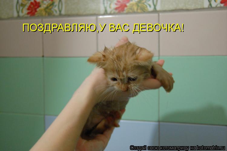 ПОЗДРАВЛЯЮ,У ВАС ДЕВОЧКА!... Котоматрица: ПОЗДРАВЛЯЮ,У ВАС ДЕВОЧКА!