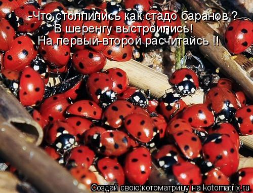 -Что столпились как стадо баранов ? -Что столпились как стадо баранов ? В шеренгу выстроились! На пер... Котоматрица: -Что столпились как стадо баранов ? -Что столпились как стадо баранов ? В шеренгу выстроились! На первый-второй расчитайсь !!