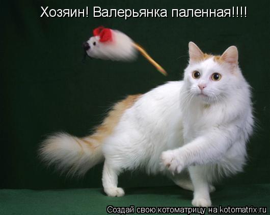 Хозяин! Валерьянка паленная!!!!... Котоматрица: Хозяин! Валерьянка паленная!!!!