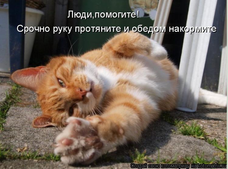 Люди,помогите! Срочно руку протяните и обедом накормите... Котоматрица: Люди,помогите! Срочно руку протяните и обедом накормите