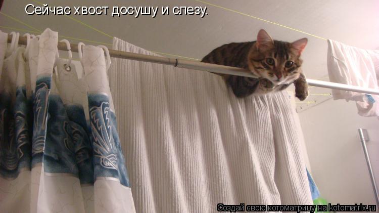 Сейчас хвост досушу и слезу.... Котоматрица: Сейчас хвост досушу и слезу.