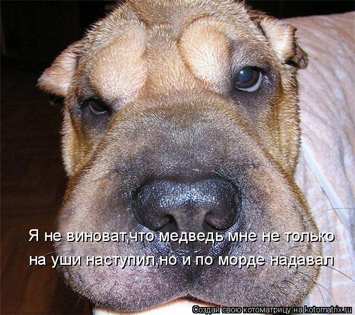 Я не виноват,что медведь мне не только на уши наступил,но и по морде надавал... Котоматрица: Я не виноват,что медведь мне не только на уши наступил,но и по морде надавал