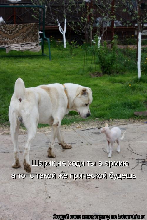 Шарик,не ходи ты в армию а то с такой же прической будешь... Котоматрица: Шарик,не ходи ты в армию а то с такой же прической будешь