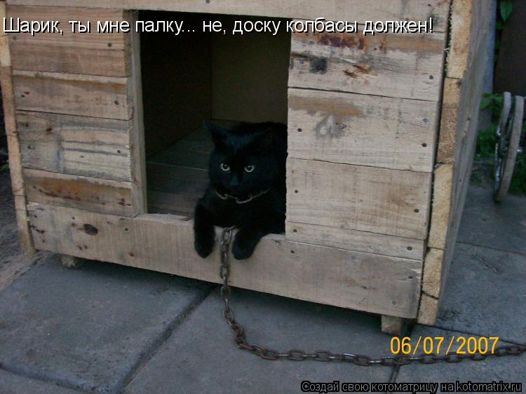 Шарик, ты мне палку... не, доску колбасы должен!... Котоматрица: Шарик, ты мне палку... не, доску колбасы должен!