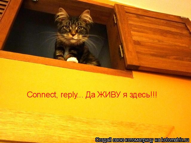 Connect, reply... Да ЖИВУ я здесь!!!... Котоматрица: Connect, reply... Да ЖИВУ я здесь!!!