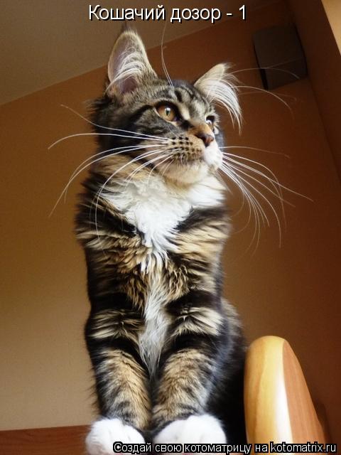 Кошачий дозор - 1... Котоматрица: Кошачий дозор - 1