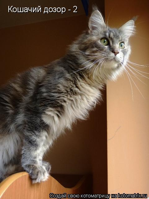 Кошачий дозор - 2... Котоматрица: Кошачий дозор - 2