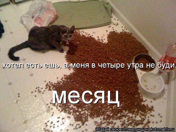 хотел есть ешь, а меня в четыре утра не буди... месяц... Котоматрица: хотел есть ешь, а меня в четыре утра не буди... месяц