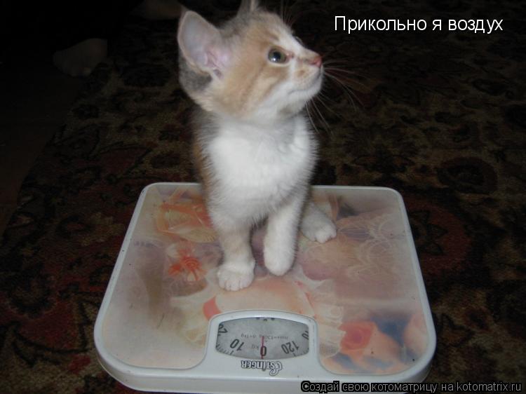 Прикольно я воздух... Котоматрица: Прикольно я воздух