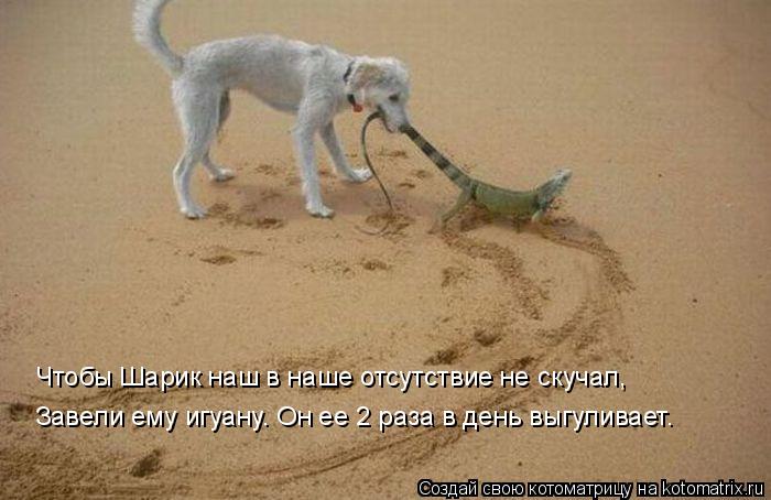 Чтобы Шарик наш в наше отсутствие не скучал, Завели ему игуану. Он ее 2 раза в день выгуливает.... Котоматрица: Чтобы Шарик наш в наше отсутствие не скучал, Завели ему игуану. Он ее 2 раза в день выгуливает.