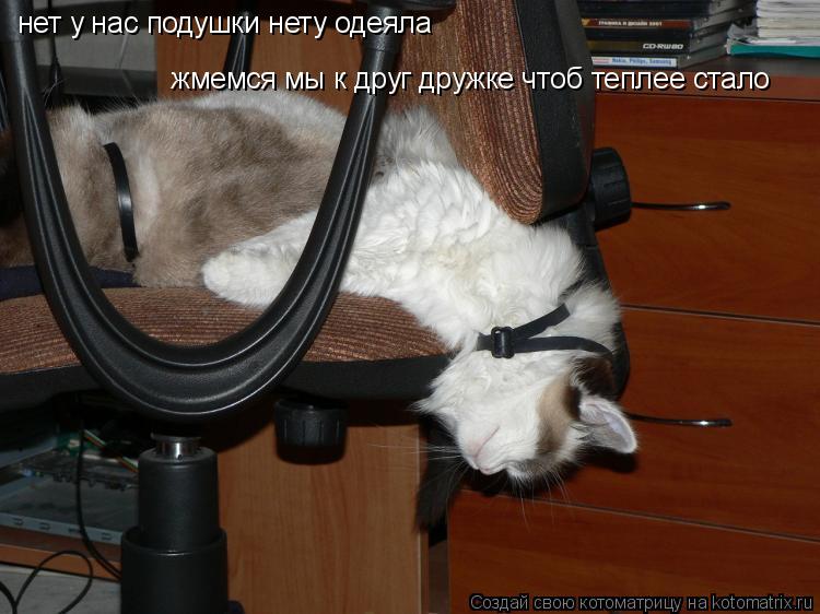 нет у нас подушки нету одеяла жмемся мы к друг дружке чтоб теплее стало... Котоматрица: нет у нас подушки нету одеяла жмемся мы к друг дружке чтоб теплее стало