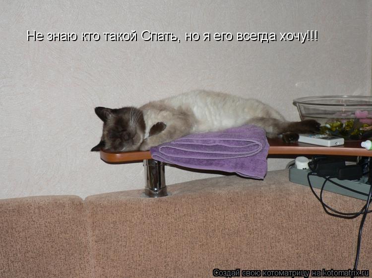 Не знаю кто такой Спать, но я его всегда хочу!!!... Котоматрица: Не знаю кто такой Спать, но я его всегда хочу!!!