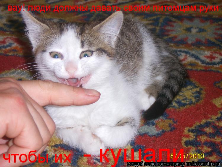 вау! люди должны давать своим питомцам руки чтобы их - кушали... Котоматрица: вау! люди должны давать своим питомцам руки чтобы их - кушали
