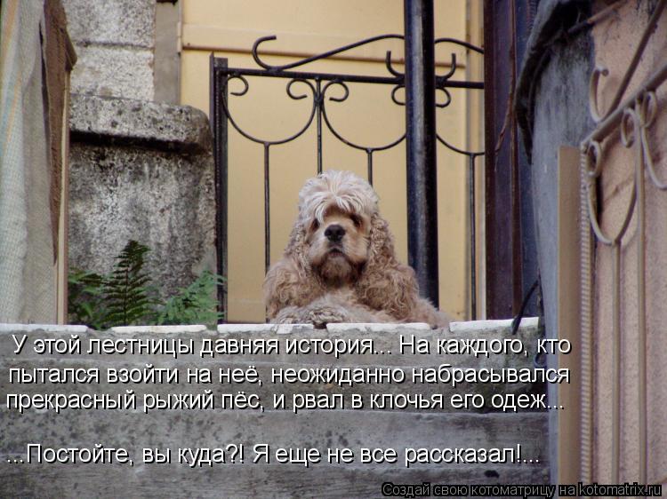 У этой лестницы давняя история... На каждого, кто пытался взойти на неё, неожиданно набрасывался пр... Котоматрица: У этой лестницы давняя история... На каждого, кто пытался взойти на неё, неожиданно набрасывался прекрасный рыжий пёс, и рвал в клочья его о
