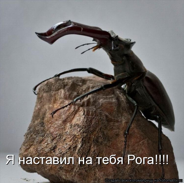 Я наставил на тебя Рога!!!!... Котоматрица: Я наставил на тебя Рога!!!!