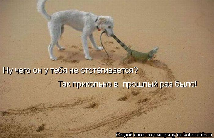Котоматрица: Ну чего он у тебя не отстёгивается?  Так прикольно в  прошлый раз было!
