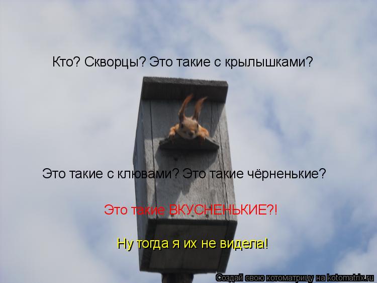 Кто? Скворцы? Это такие с крылышками? Это такие с клювами? Это такие чёрненькие? Это такие ВКУСНЕНЬКИ... Котоматрица: Кто? Скворцы? Это такие с крылышками? Это такие с клювами? Это такие чёрненькие? Это такие ВКУСНЕНЬКИЕ?! Ну тогда я их не видела!
