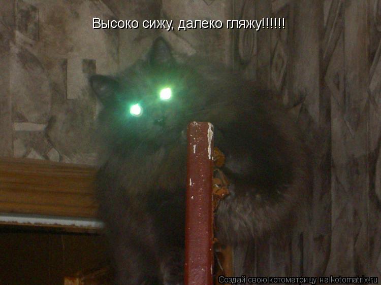 Высоко сижу, далеко гляжу!!!!!!... Котоматрица: Высоко сижу, далеко гляжу!!!!!!