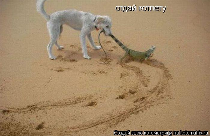 отдай котлету... Котоматрица: отдай котлету