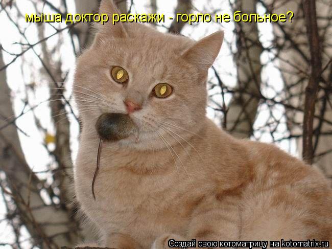 мыша доктор раскажи - горло не больное?... Котоматрица: мыша доктор раскажи - горло не больное?