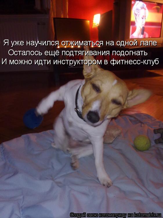 Я уже научился отжиматься на одной лапе Осталось ещё подтягивания подогнать И можно идти инструктором... Котоматрица: Я уже научился отжиматься на одной лапе Осталось ещё подтягивания подогнать И можно идти инструктором в фитнесс-клуб