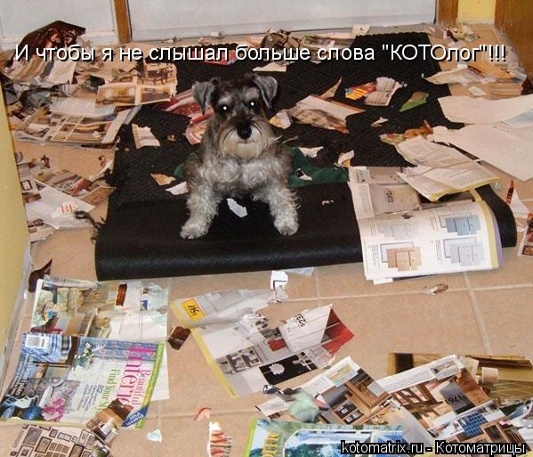 И чтобы я не слышал больше слова "КОТОлог"!!!... Котоматрица: И чтобы я не слышал больше слова "КОТОлог"!!!