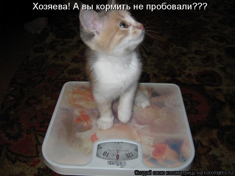 Хозяева! А вы кормить не пробовали???... Котоматрица: Хозяева! А вы кормить не пробовали???