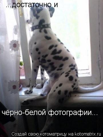 ...достаточно и чёрно-белой фотографии...... Котоматрица: ...достаточно и чёрно-белой фотографии...