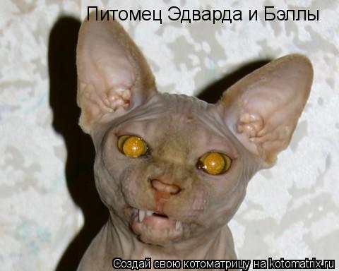Котоматрица: Питомец Эдварда и Бэллы