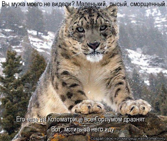 Котоматрица: Вы мужа моего не видели? Маленький, лысый, сморщенный. Его еще на Котоматрице все Горлумом дразнят. Вот, мстить за него иду.