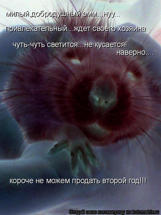 Котоматрица: милый,добродушный эмм...нуу... привлекательный...ждет своего хозяина чуть-чуть светится...не кусается! наверно.... короче не можем продать втор