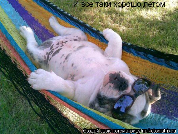 Котоматрица: И все таки хорошо летом
