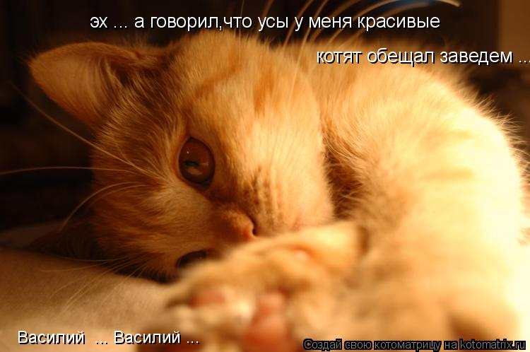 эх ... а говорил,что усы у меня красивые котят обещал заведем ... Василий ... Василий ...... Котоматрица: эх ... а говорил,что усы у меня красивые котят обещал заведем ... Василий ... Василий ...