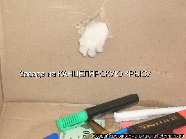 Засада на КАНЦЕЛЯРСКУЮ КРЫСУ... Котоматрица: Засада на КАНЦЕЛЯРСКУЮ КРЫСУ