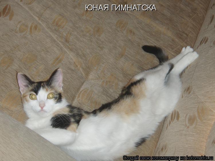 Котоматрица: ЮНАЯ ГИМНАТСКА