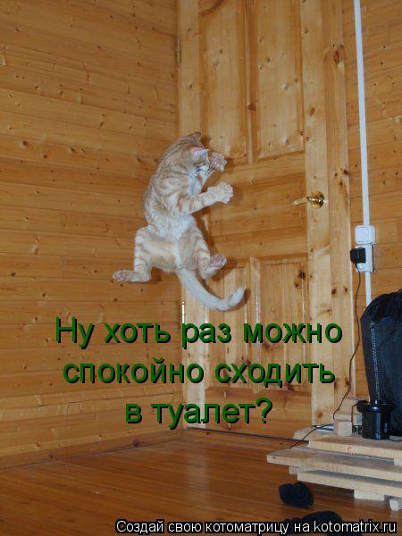 Котоматрица: Ну хоть раз можно  спокойно сходить в туалет?