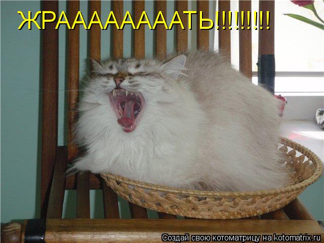 ЖРААААААААТЬ!!!!!!!!!... Котоматрица: ЖРААААААААТЬ!!!!!!!!!