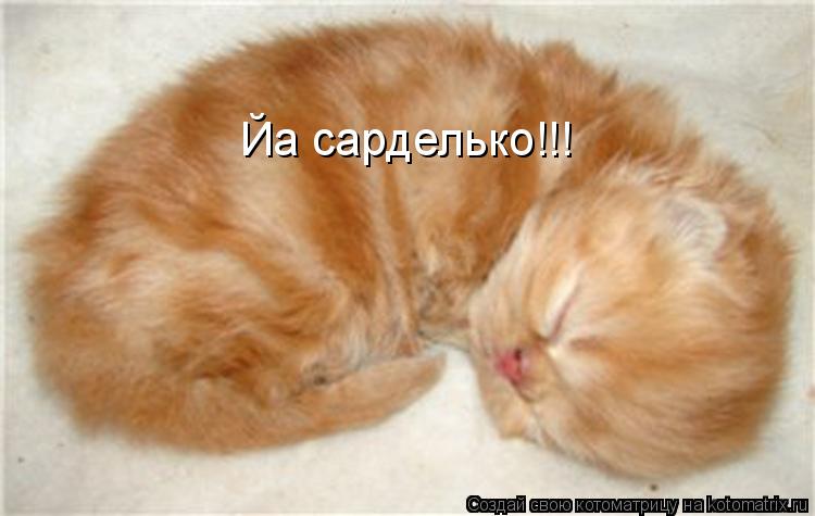 Йа сарделько!!!... Котоматрица: Йа сарделько!!!