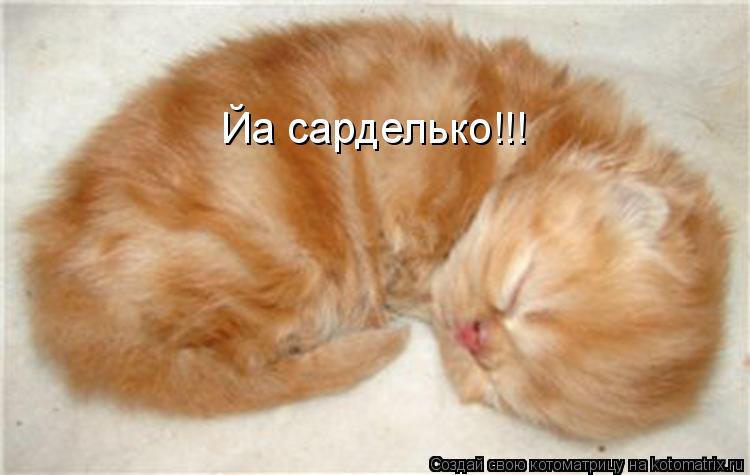 Котоматрица: Йа сарделько!!!