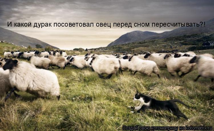 И какой дурак посоветовал овец перед сном пересчитывать?!... Котоматрица: И какой дурак посоветовал овец перед сном пересчитывать?!